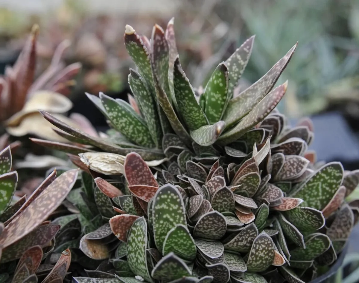 Ox Tongue Gasteria Live Succulent Plant 3.5 inch Pot - Easy Care Houseplant - Image 1