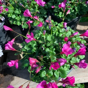 Oxalis Brasiliensis Live Plant - Rosy Flowers, 1 Gallon Pot, Perennial - Image 2