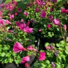 Oxalis Brasiliensis Live Plant - Rosy Flowers, 1 Gallon Pot, Perennial - Image 1