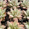 Pachyphytum Compactum Live Succulent Plant - Little Jewel, 2-4 inch Pot - Image 1