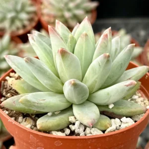 Pachyphytum Compactum Live Succulent Plant - Little Jewel, 2-4 inch Pot - Image 2