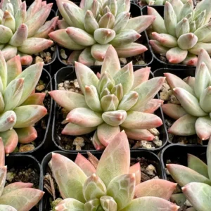 Pachyphytum Compactum Live Succulent Plant - Little Jewel, 2-4 inch Pot - Image 1