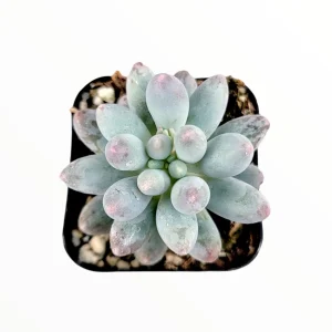 Pachyphytum Machucae Baby Fingers Succulent Live Plant - Drought Tolerant - Image 2