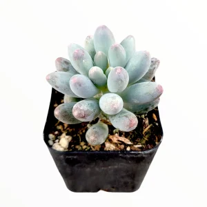 Pachyphytum Machucae Baby Fingers Succulent Live Plant - Drought Tolerant - Image 1