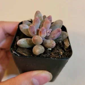 Pachyphytum Machucae Baby Fingers Succulent Live Plant - Drought Tolerant - Image 4
