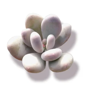 Pachyphytum oviferum Pink Moonstone Succulent Live Plant - 2-4 Inch Pot - Image 1