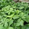 Pachysandra Japanese Spurge Live Plant - Evergreen Ground Cover - 3.5 Inch Pot - Image 1