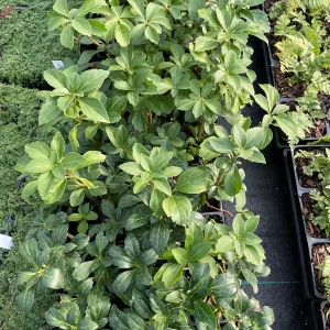 Pachysandra Japanese Spurge Live Plant - Evergreen Ground Cover - 3.5 Inch Pot - Image 2