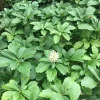 Pachysandra Terminalis 'Green Carpet' Live Plant – 4'' Pot – Evergreen Groundcover - Image 1