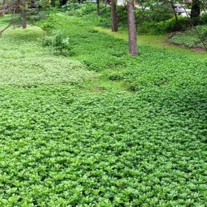 Pachysandra Terminalis 'Green Carpet' Live Plant – 4'' Pot – Evergreen Groundcover - Image 3