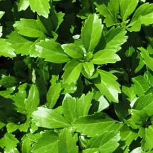 Pachysandra Terminalis 'Green Carpet' Live Plant – 4'' Pot – Evergreen Groundcover - Image 5