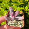 Pachysedum Ganzhou Live Succulent Plant – Pink, Cute, Easy Care, 2" Pot - Image 1