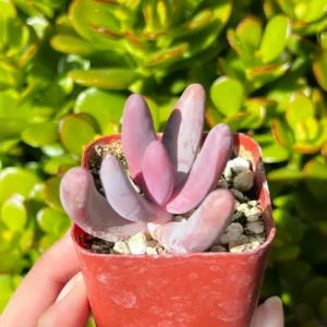 Pachysedum Ganzhou Live Succulent Plant – Pink, Cute, Easy Care, 2