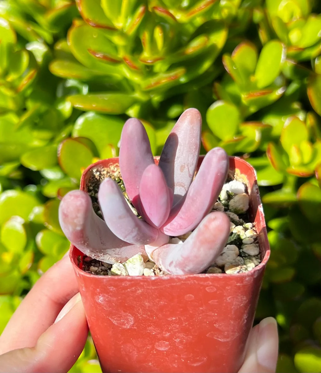 Pachysedum Ganzhou Live Succulent Plant – Pink, Cute, Easy Care, 2" Pot - Image 2