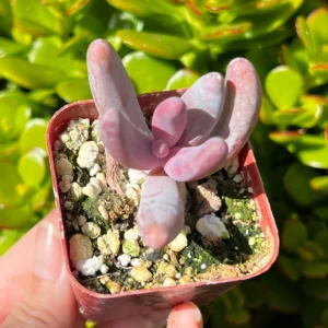 Pachysedum Ganzhou Live Succulent Plant – Pink, Cute, Easy Care, 2