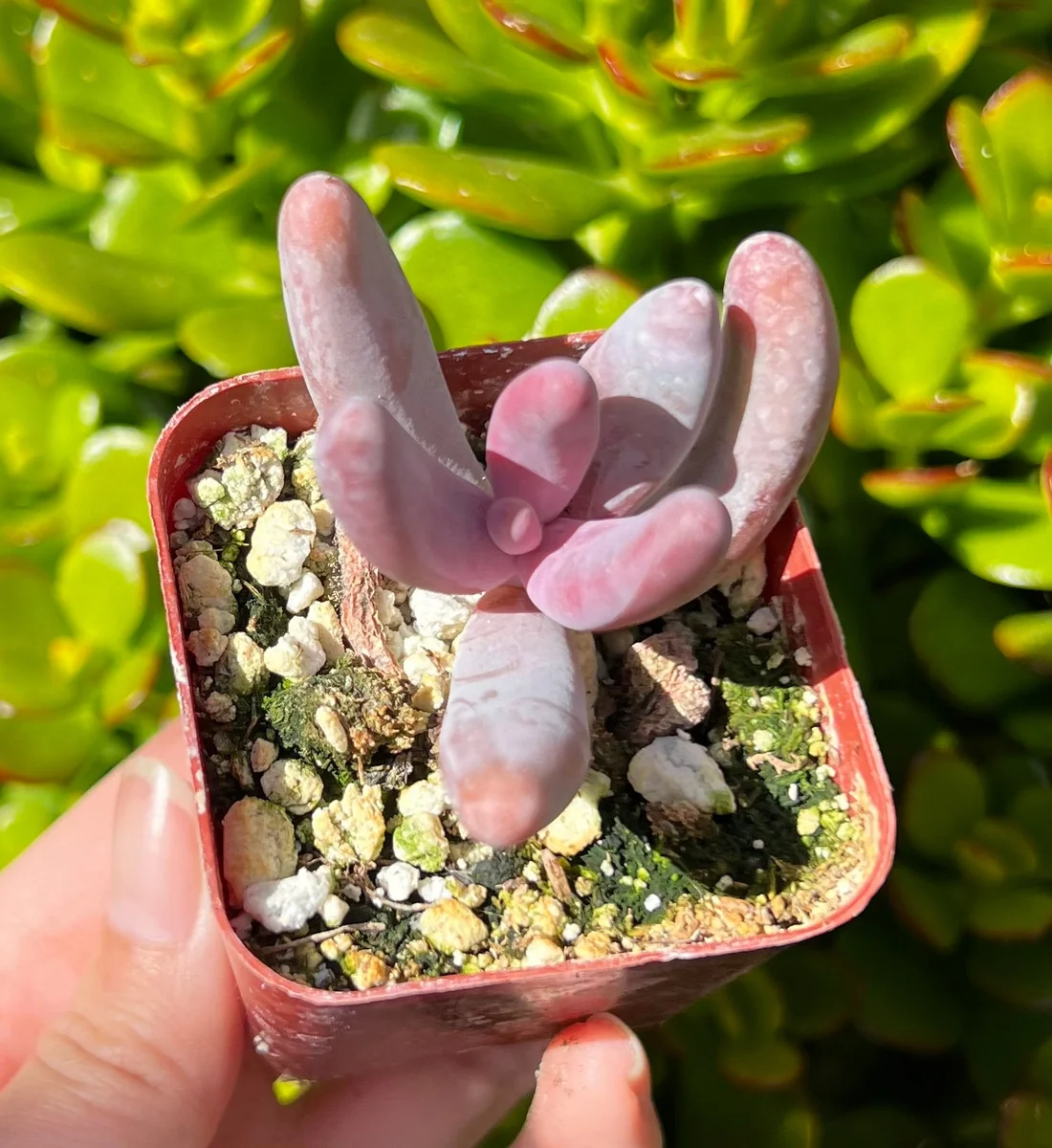 Pachysedum Ganzhou Live Succulent Plant – Pink, Cute, Easy Care, 2" Pot - Image 3