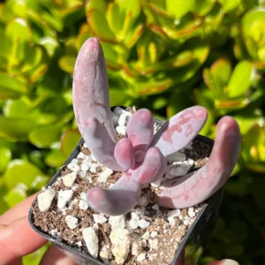 Pachysedum Ganzhou Live Succulent Plant – Pink, Cute, Easy Care, 2