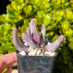 Pachysedum Ganzhou Live Succulent Plant – Pink, Cute, Easy Care, 2