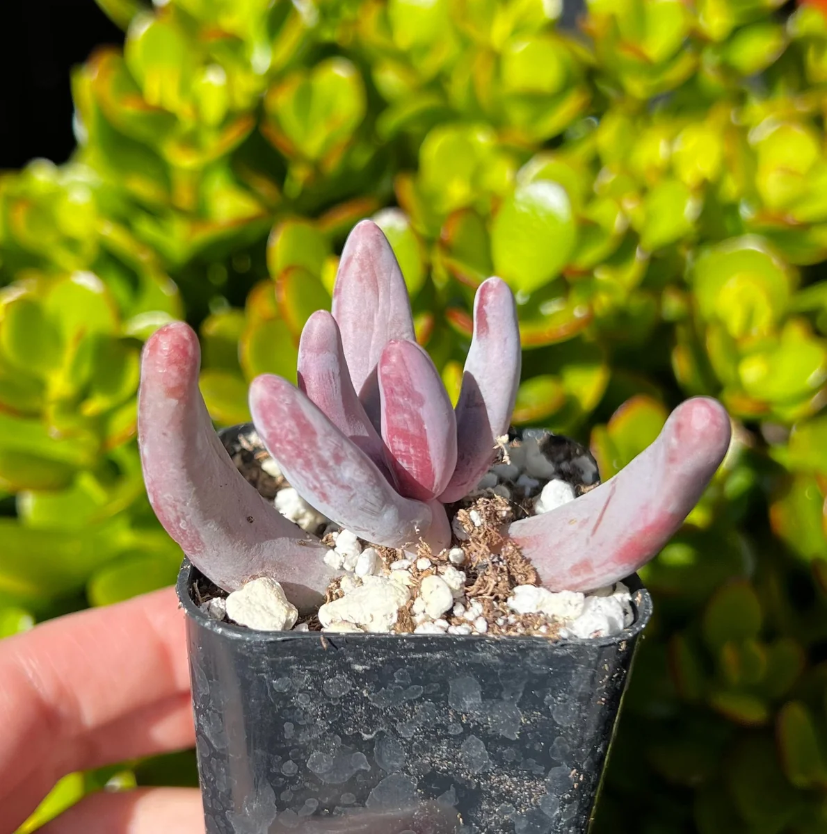 Pachysedum Ganzhou Live Succulent Plant – Pink, Cute, Easy Care, 2" Pot - Image 5