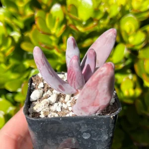 Pachysedum Ganzhou Live Succulent Plant – Pink, Cute, Easy Care, 2