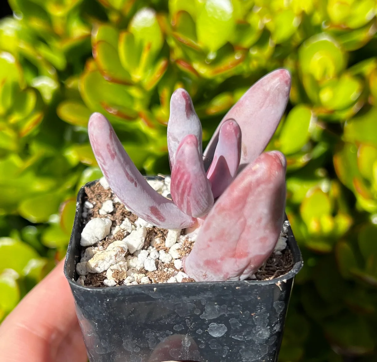 Pachysedum Ganzhou Live Succulent Plant – Pink, Cute, Easy Care, 2" Pot - Image 6
