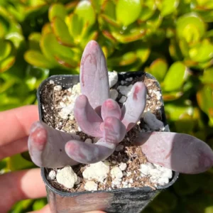 Pachysedum Ganzhou Live Succulent Plant – Pink, Cute, Easy Care, 2