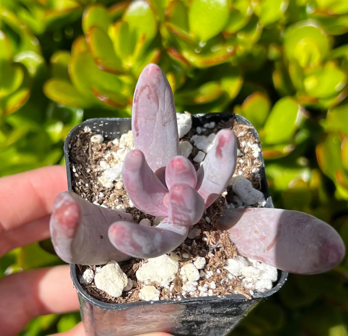 Pachysedum Ganzhou Live Succulent Plant – Pink, Cute, Easy Care, 2" Pot - Image 7