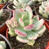 Pachyveria Draco Pink Succulent Live Plant 4'' Pot Indoor/Outdoor - Image 1