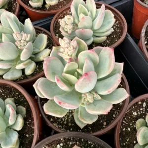Pachyveria Draco Pink Succulent Live Plant 4'' Pot Indoor/Outdoor - Image 3