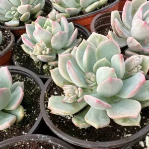 Pachyveria Draco Pink Succulent Live Plant 4'' Pot Indoor/Outdoor - Image 6