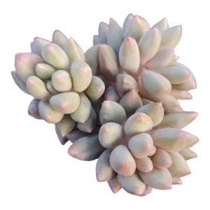Pachyveria Red Angel's Finger Succulent Plant – Live Succulent – Easy Care - Image 2
