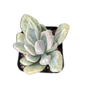 Pachyveria Variegata Live Succulent Plant - Easy Care Indoor/Outdoor - Image 2