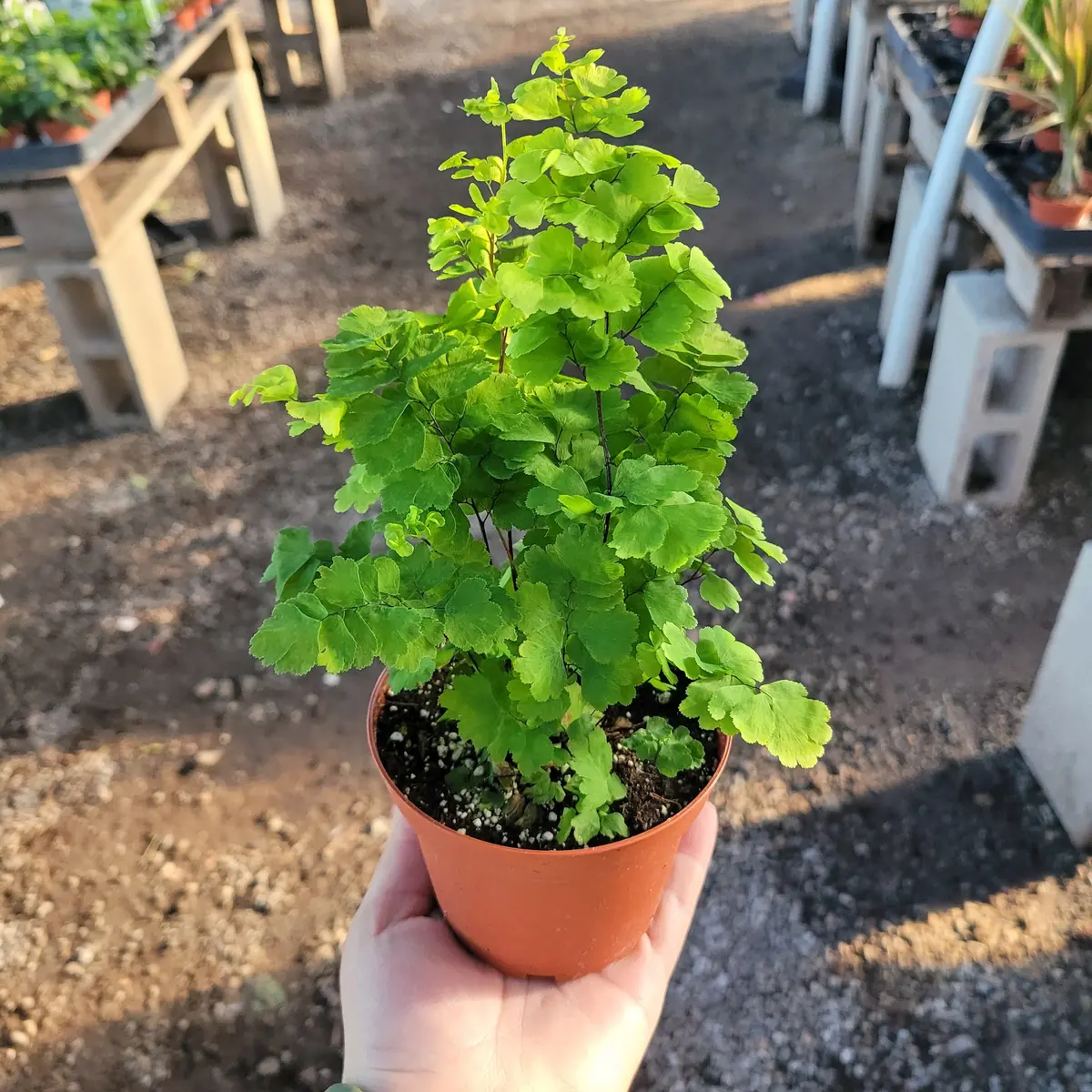 Pacific Maidenhair Fern Live Plant – Adiantum monocolor – 2in or 4in Pot – Indoor Foliage - Image 3