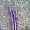 Pacific Purple Asparagus Crowns - 10 Organically Grown 2 Year Bare Root Plants - Image 1