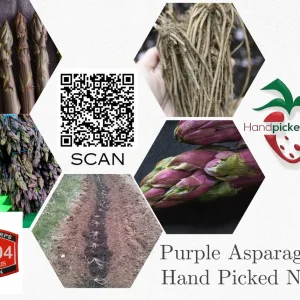 Pacific Purple Asparagus Crowns - 5 Bare Root Plants - 2 Year Old - Zone 3-10 - Image 2