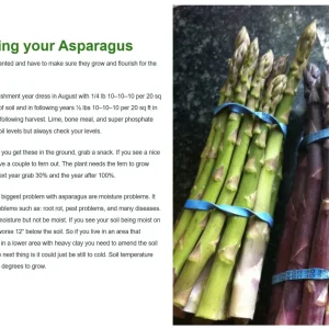 Pacific Purple Asparagus Crowns - 5 Bare Root Plants - 2 Year Old - Zone 3-10 - Image 6