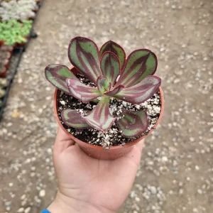 Painted Echeveria Nodulosa Live Plant - 4in Pot Succulent - Indoor/Outdoor - Image 3