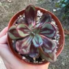 Painted Echeveria Nodulosa Live Plant – Rare Succulent in 4 inch Pot – Indoor/Outdoor - Image 1