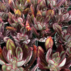 Painted Echeveria Nodulosa Live Plant – Rare Succulent in 4 inch Pot – Indoor/Outdoor - Image 5