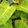 Painted Lady Philodendron Live Plant - Collectors Series 4" Pot - Image 1
