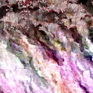 Palace Purple Coral Bells Heuchera Live Plant – 4+ Inches – Perennial Outdoor - Image 4