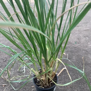 Pampas Grass Live Plant (Cortaderia Selloana) - Ornamental Grass - 1 Gallon Pot - Image 1