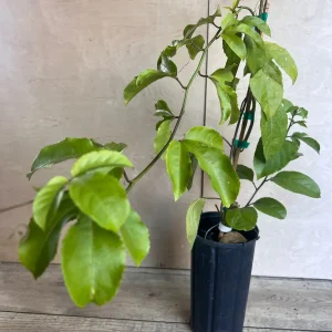 Panama Red Passion Fruit Live Plant - Half Gallon Pot - Tropical Vine - Image 2