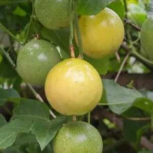 Panama Red Passion Fruit Live Plant - Half Gallon Pot - Tropical Vine - Image 1