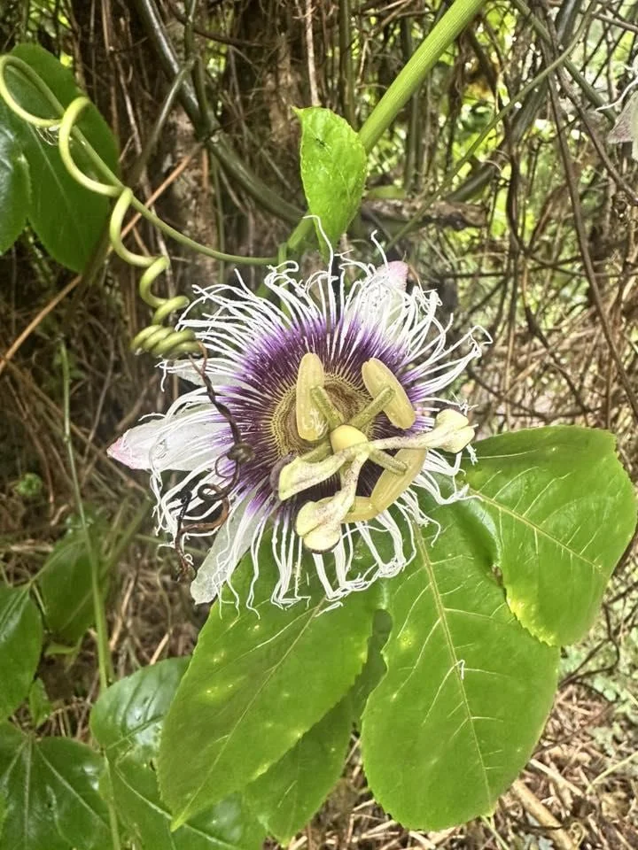 Panama Red Passion Fruit Starter Plant - Live Tropical Vine, Edible Fruit - Image 3