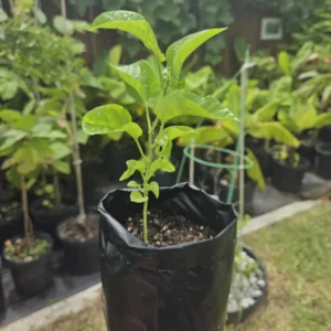 Panama Red Passion Fruit Starter Plant - Live Tropical Vine, Edible Fruit - Image 4