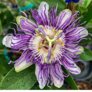 Panama Red Passion Fruit Starter Plant - Live Tropical Vine, Edible Fruit - Image 6