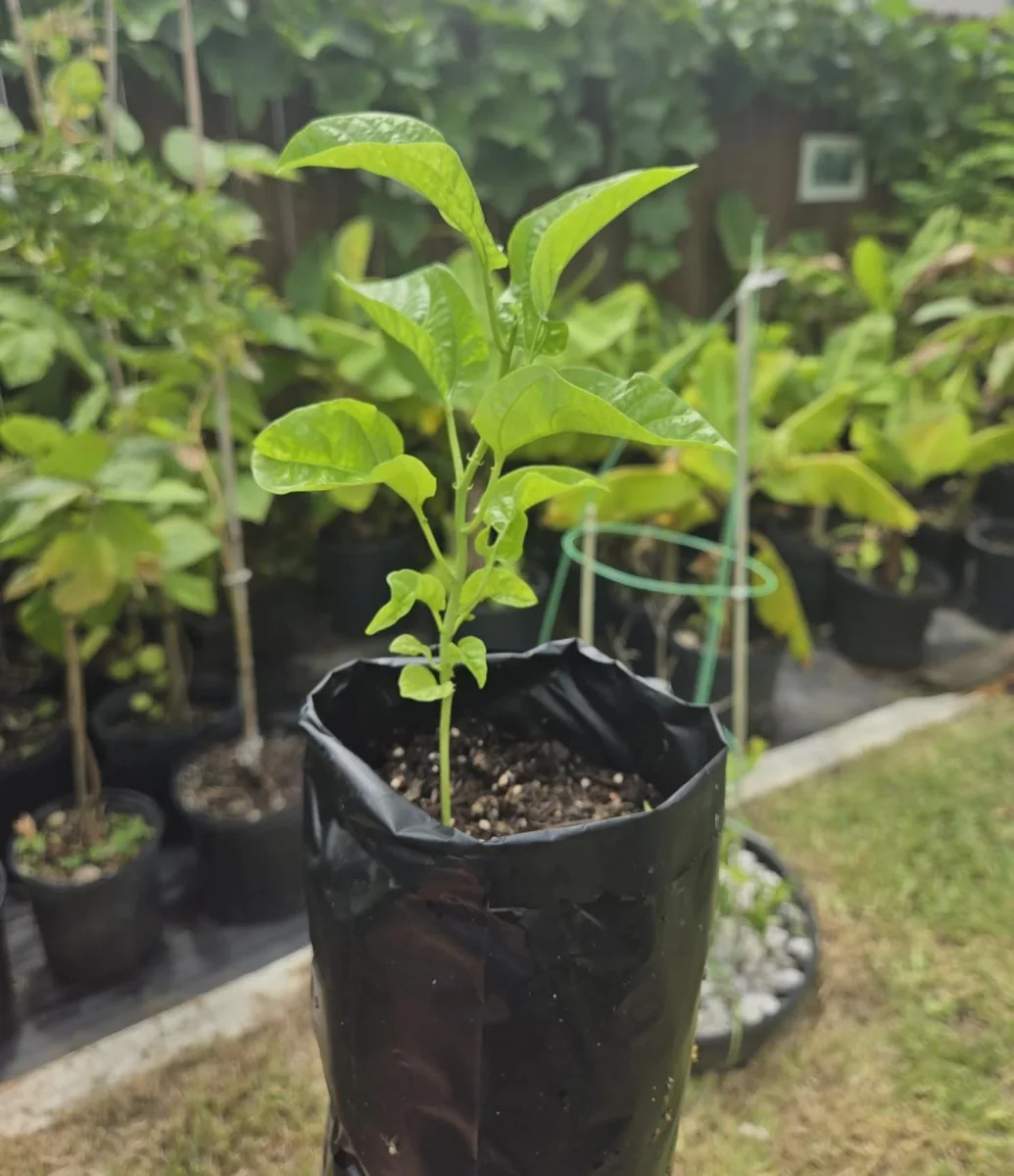Panama Red Passion Fruit Starter Plant - Live Tropical Vine, Edible Fruit - Image 8