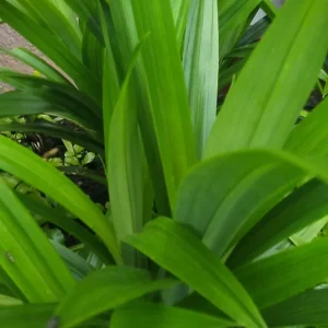 Pandan Fragrant Leaves Live Plant - Pandanus Amaryllifolius Rooted, 8-24