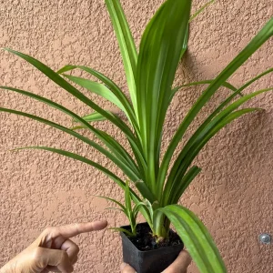 Pandan Fragrant Live Plant - Pandanus Amaryllifolius Rooted, 10-24 Inches - Image 1